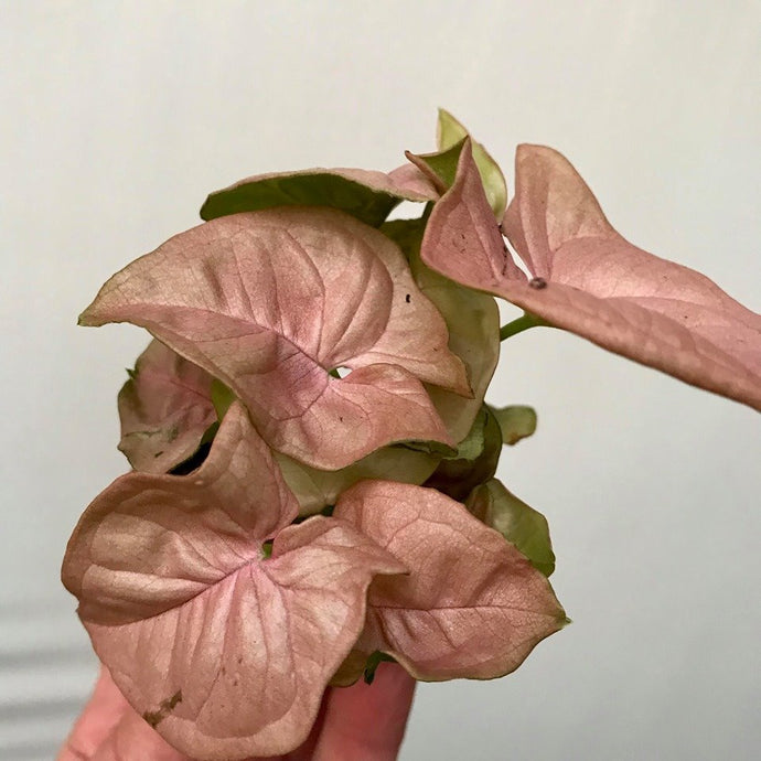 Syngonium Neon Robusta