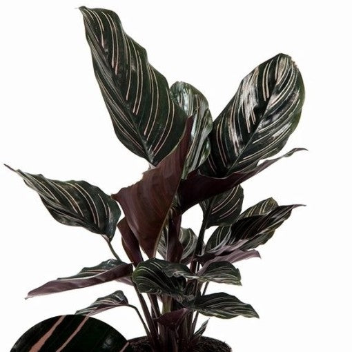 Calathea Ornata Calathea