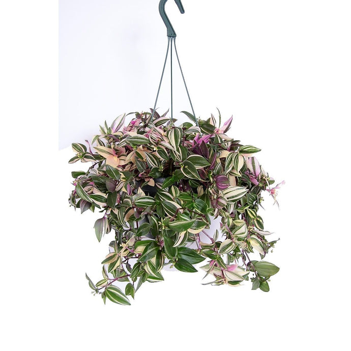 Tradescantia fluminensis Quadricolor