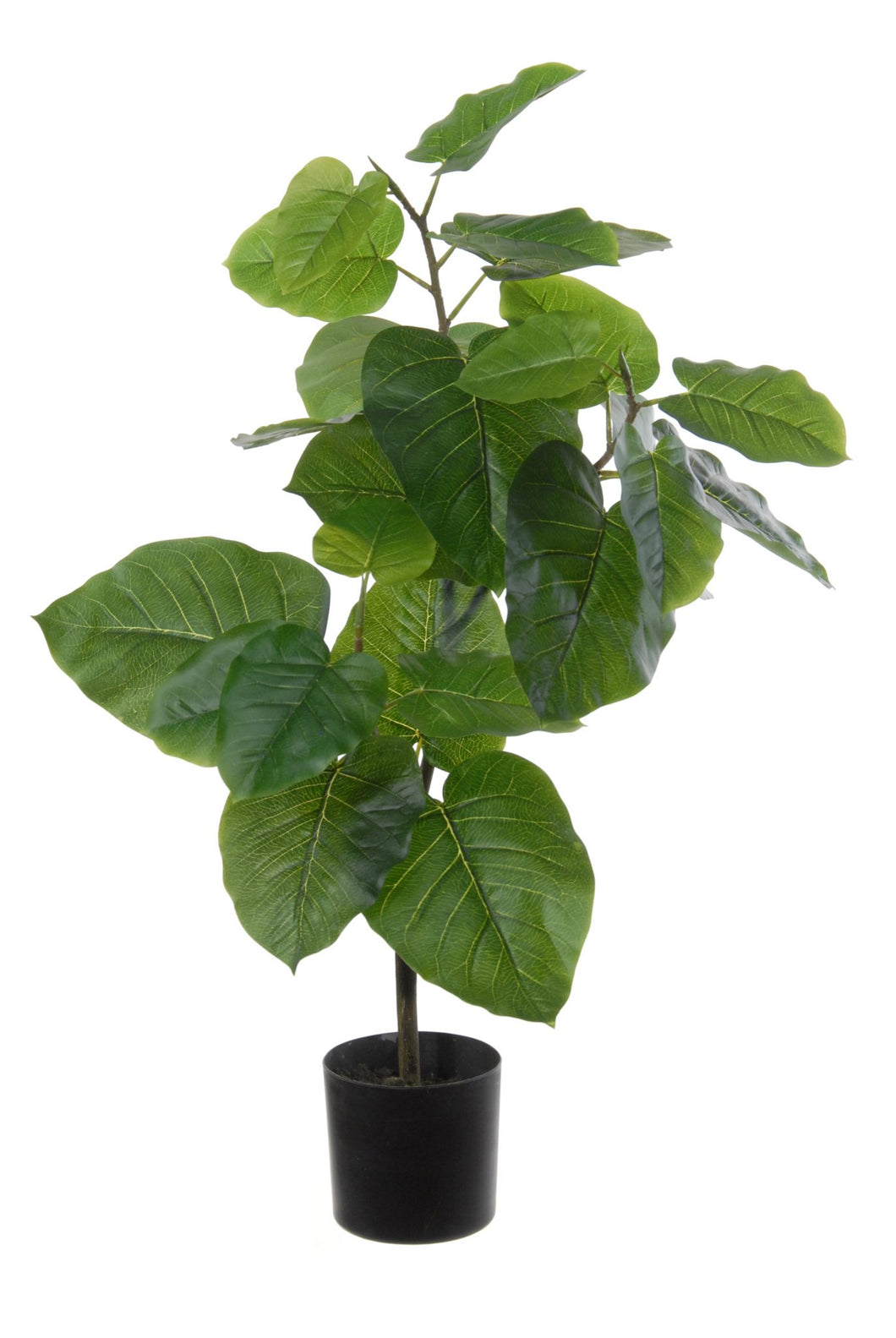 Ficus Umbellata