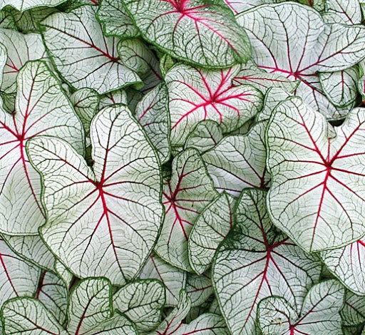 Caladium Florida Fantasy