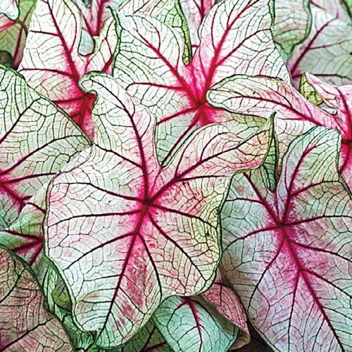 Caladium White queen